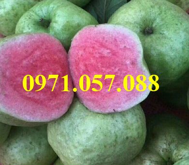 GIỐNG CÂY ỔI RUBY